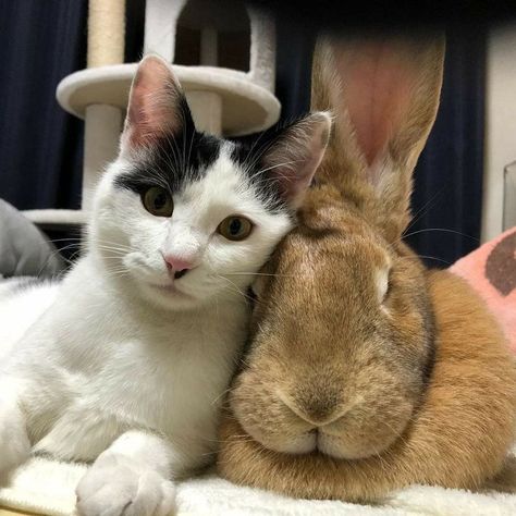 Bunny And Cat, Cute Bunny Pictures, Baby Farm Animals, Bunny Pictures, Silly Animals, Cat Aesthetic, Cute Memes, Weird Animals, Cat Adoption