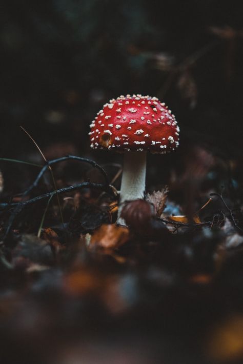 shallow focus photography of red and brown mushroom photo – Free Fungus Image on Unsplash Dark Cottagecore Aesthetic, Mushroom Core, Red And White Mushroom, Red Mushrooms, Nature Witch, Mushroom Wallpaper, Mushroom Pictures, Mushroom Tattoos, Red Mushroom