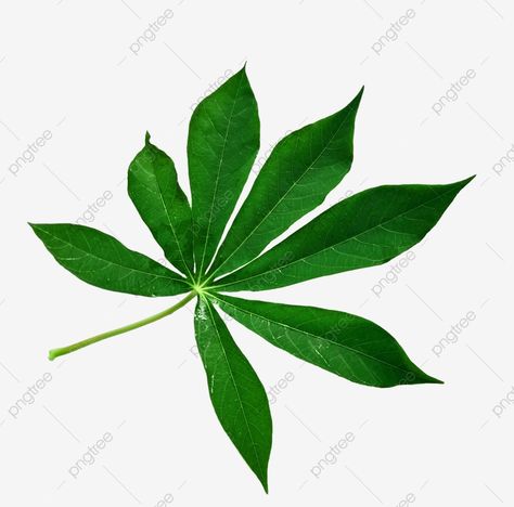 Cassava Leaves, Cassava Leaf, Leaves Png, Leaves Illustration, Leaf Border, Rose Stem, Summer Plants, Clipart Black And White, Leaf Garland