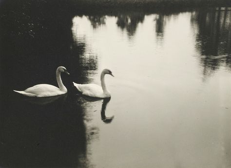 Two swans in water with dark shadow Amalia Aesthetic, Deschutes River, Swan Float, Two Swans, Connie Springer, Fotografi Vintage, Swan Song, White Swan, Swan Lake