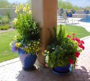 Arizona Plants For Pots, Arizona Planter Ideas, Low Desert Gardening, Arizona Potted Plants, Desert Container Gardening, Desert Potted Plants Patio, Arizona Outdoor Potted Plants, Desert Plants In Pots, Desert Potted Plants