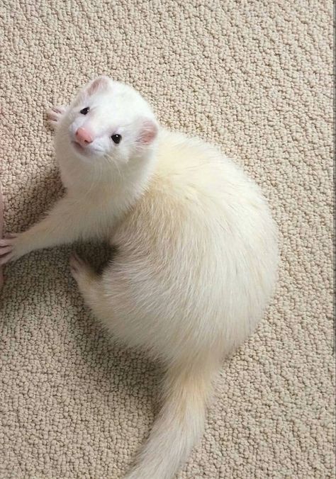 Pet Weasel, White Ferret, Baby Ferrets, Funny Ferrets, Pet Ferret, Cute Ferrets, Cute Small Animals, Pets 3, 캐릭터 드로잉