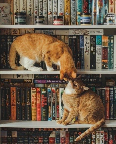 Bookshelf Aesthetic, Crazy Cat People, Cozy Things, Cat Hacks, Aesthetic Picture, Book Aesthetics, Cat Books, Cat Photography, Cat People