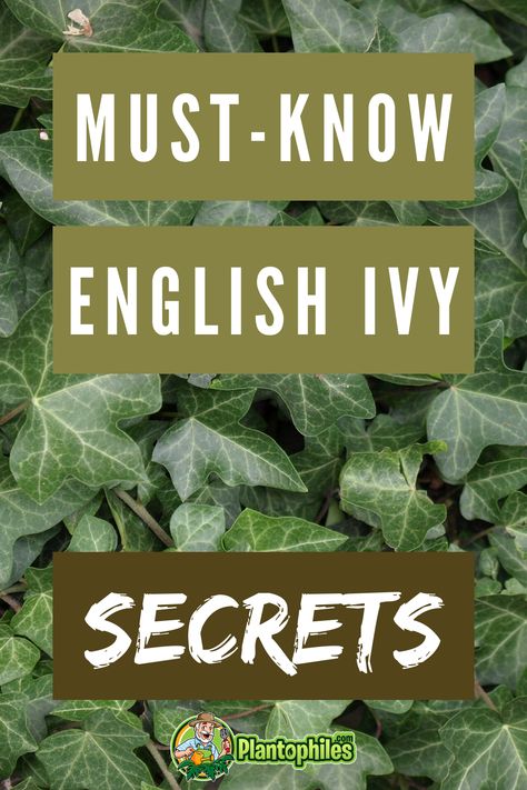 English Ivy Houseplant, English Ivy Landscape Ideas, How To Care For English Ivy Indoors, How To Grow English Ivy Indoors, Caring For Ivy House Plants, How To Take Care Of Ivy Plants, Repotting English Ivy, Ivy Garden Ideas, English Ivy Care Indoors