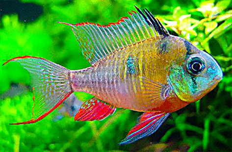 Bolivian Ram Cichlid, Ram Cichlid, Butterfly Koi, Fish Theme, Community Tanks, Freshwater Aquarium Fish, Aquarium Design, Cool Tanks, Fishing Theme