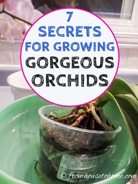 These tips to orchid care for beginners are great! Find out all the basics for growing indoor orchids in pots. Caring For Orchids, Orchid Propagation, Repotting Orchids, Orchids In Water, Indoor Orchids, Orchid Fertilizer, Orchid Plant Care, Orchid Roots, Grow Gorgeous