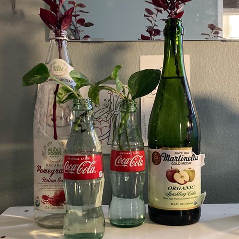 #plants #hydroponics #aquatic Plants In A Bottle, Plant In Bottle, Plants In Vases, Plant Bottle, Plants In Bottles, Unique Glassware, Hydroponics Diy, Hydroponic Plants, Plant Aesthetic