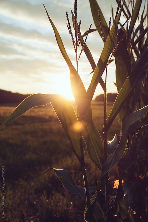 corn field in the sunset by Robert Kohlhuber for Stocksy United Corn Field Photography, Corn Field Aesthetic, Corn Photography, Rural Photography, Corn Fields, Linz Austria, Corn Field, Free Nature, Best Nature