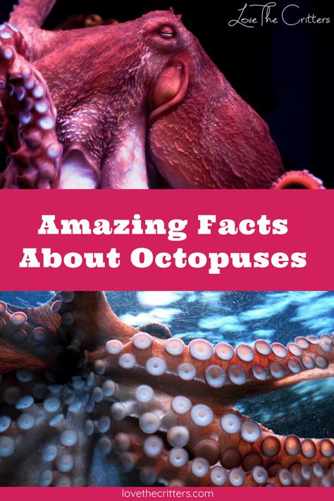 Octopus Anatomy, Octopus For Kids, Octopus Facts, Octopus Pictures, Cool Sea Creatures, Sea Spider, General Knowledge For Kids, Squid Fish, Animal Intelligence