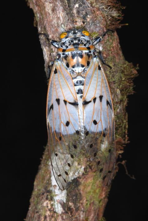 White Ghost Cicada, Ghost Cicada, Leaf Footed Bug, Cicada Art, Leopard Moth, Perak Malaysia, Leafhopper, Insect Photography, Insect Collection