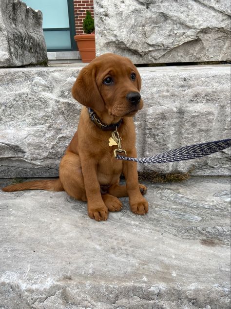 Fox Labrador, Fox Red Lab Puppies, Red Fox Labrador Puppy, Red Golden Retriever Puppy, Red Lab Puppies, Red Fox Lab, Yellow Lab Puppy Aesthetic, Fox Red Labrador Puppy, Brown Labrador Aesthetic