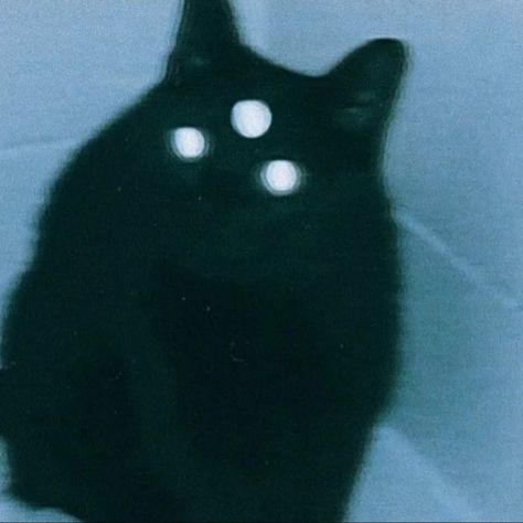 Mystical Animals, Scary Animals, Glowing Eyes, Animals Cute, Arte Horror, Horror Art, Black Cat, Cute Animals, Wall