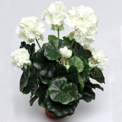 Geranium Flower, Topiaries, Geraniums, Provence, The Collection, The White, Flower Arrangements, Floral Wreath, Plants