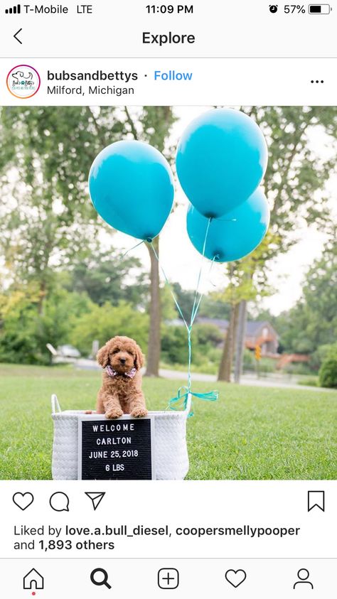 New Puppy Announcement, Family Pet Photography, Puppy Announcement, Puppy Photography, Puppy Mom, Christmas Shoot, Dog Birthday Party, Dog Rooms, Getting A Puppy