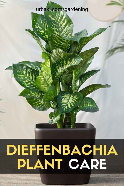 Dieffenbachia Houseplant, Snow Plant, Hosta Plants, Natural Fertilizer, Plant Problems, Plant Information, Plant Decor Indoor, Keep Alive, House Plant Care