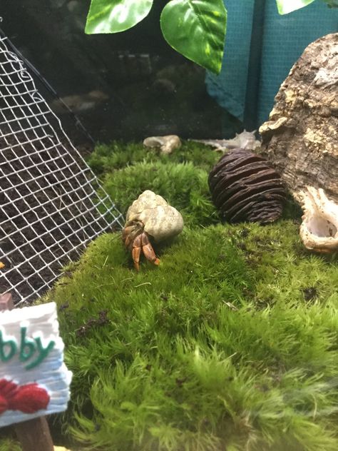 Crabitat Ideas, Hermit Crab Cage, Hermit House, Hermit Crab Homes, Pet Rooms, Hermit Crab Habitat, Crab Tank, Cute Animal Pfp, Big Crab