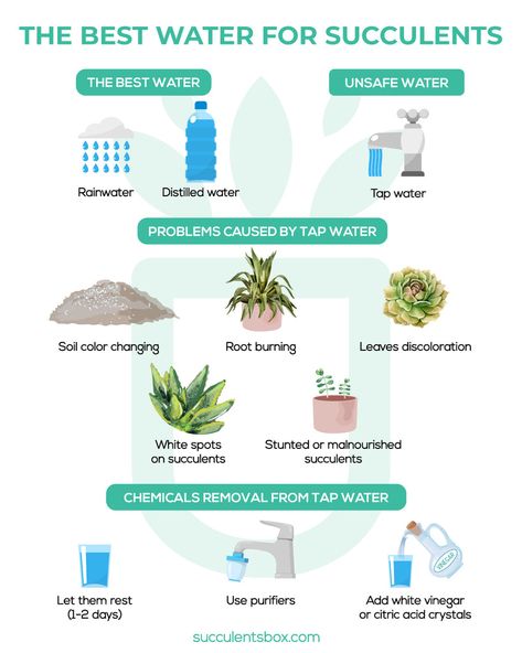 Watering Succulents, How To Water Succulents, Types Of Water, Windowsill Garden, Succulent Garden Diy, Types Of Succulents, Succulent Soil, Inside Plants, Growing Succulents