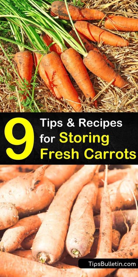 Best Way To Store Carrots In The Fridge, Store Carrots In Fridge, Preserving Carrots, Can Carrots, Carrot Storage, Freezing Carrots, Canning Carrots, How To Store Carrots, Canned Carrots