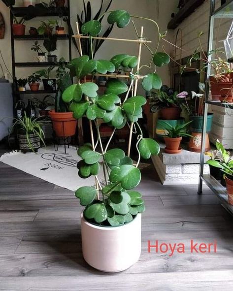 Hoya Kerrii, Vertical Garden Design, Plant Goals, Plants Are Friends, Plant Wishlist, Crazy Plant Lady, Indoor Gardens, Indoor Jungle, Plants Indoor