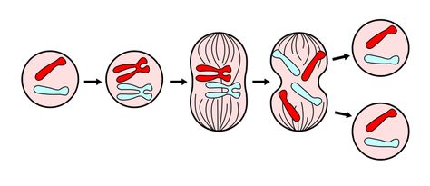 Mitosis: fases y sus características, funciones, y organismos Mitosis Y Meiosis, Mitosis And Meiosis, Disney Attractions, Physics And Mathematics, Disney Animals, Wildlife Park, School Trip, Cards Ideas, Space Science