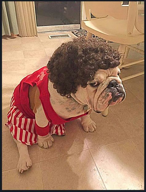 Richard Simmons Bulldog Costume English Bulldog Costume, Bulldog Halloween Costumes, Funny Pet Costumes, Bulldog Costume, Dog Costumes Funny, Richard Simmons, Bulldog Pics, Bulldog Funny, Really Cute Dogs