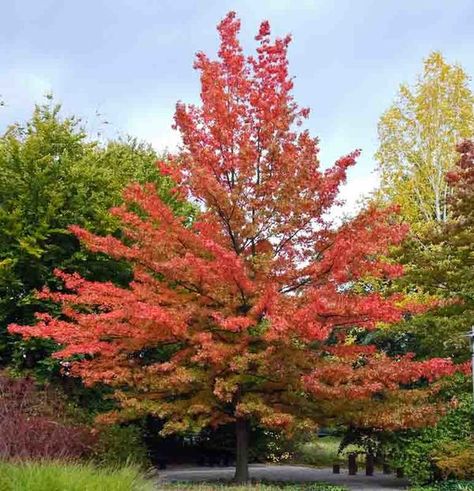 One of the easiest oaks to grow and transplant, Quercus palustris (Pink Oak), is a fast-growing, large deciduous tree adorned with a dense, pyramidal crown. Its lower branches are pendulous, the middle branches are horizontal and the upper branches are upright. This distinctive branching pattern can be admired in winter when its naked silhouette graces the landscape. The foliage of deeply cut, lustrous dark green leaves, adorned with 5-7 sharply pointed lobes, turns russet-red to bright crimson Pin Oak Tree, Oak Tree Leaves, Flowering Cherry Tree, Street Trees, Specimen Trees, Plant Problems, Wildlife Gardening, Garden Pictures, Buy Plants