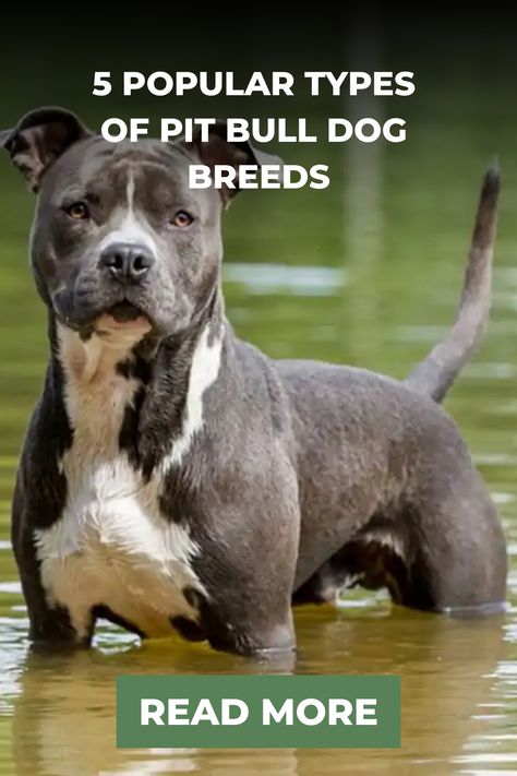 However, people tend to discriminate against pit bull dog breeds. This article discusses the types of pit bull dog breeds extensively. Pitbull Mix Breeds, Pitbull Types, Pitbull Facts, Pit Dog, Bulldog Breeds, American Pitbull, Bully Dog, Staffordshire Bull Terrier, American Pit