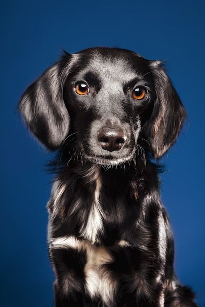 Closeup Portrait, Close Up Portraits, Free Stock Photos Image, Jack Russell Terrier, Pet Grooming, Dog Photos, Cute Dog, Still Image, Vector Photo