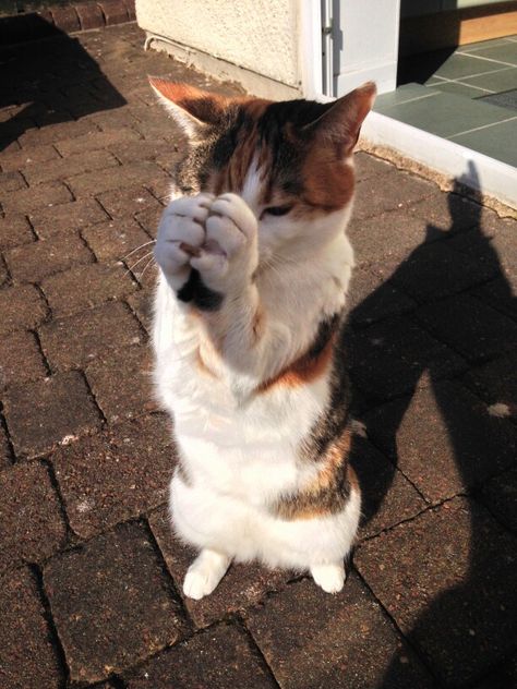 My cat praying #haha #funny #love #her #cute Praying Cat, Goofy Cat, Goofy Cats, Haha Funny, Cats Pictures, Cat Profile, Boy Cat, Cat Reading, Fan Anime