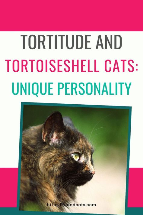 tortoiseshell cat profile image on teal and pink graphic Tortitude Cat, Tortoiseshell Cat Personality, Tortoiseshell Cats, Tortie Cat, Cat Personality, Information About Cats, Getting A Kitten, Money Cat, Tortoiseshell Cat