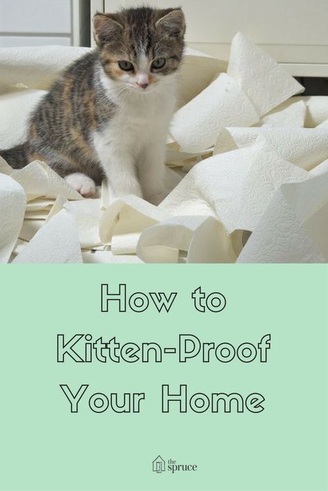 Excited Cat, Kitten House, Low Maintenance Pets, How To Cat, Cat Proofing, Cat Hacks, Owning A Cat, New Cat, Indoor Cat