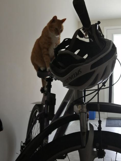 My cat is trying to learn to ride a bike. Ride A Bike, Riding Bike, Cat Pictures, Feline Animals, Pets Funny, Cats Cute, About Cats, Cute Kittens, My Cat