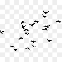 Bird Png, Photoshop Backgrounds Free, Bird Clipart, Black Birds, Background Images For Editing, Studio Background Images, Overlays Picsart, Black Background Images, New Background Images