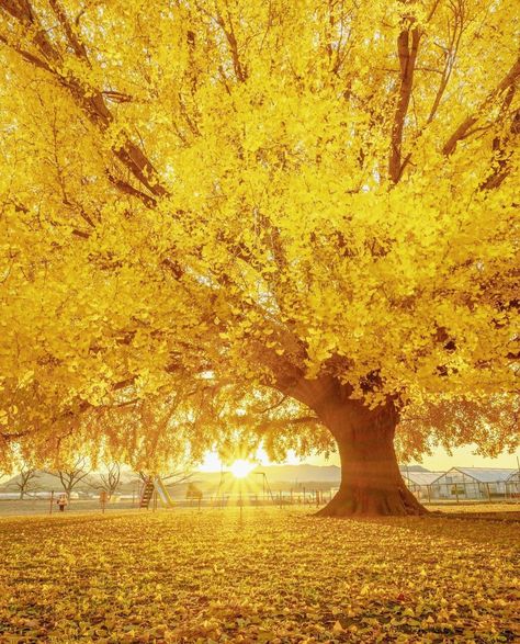 Yellow Apple Aesthetic, Yellow Scenery Aesthetic, Yellow Flower Aesthetic, Ginkgo Tree, Yellow Apple, Yellow Theme, Late Autumn, Aura Colors, Halloween Images