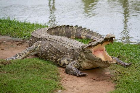 Crocodile Illustration, American Alligator, Walk On Water, Miniature Horse, Crocodiles, Hilton Head Island, Wildlife Conservation, Stock Photography Free, Animals Images