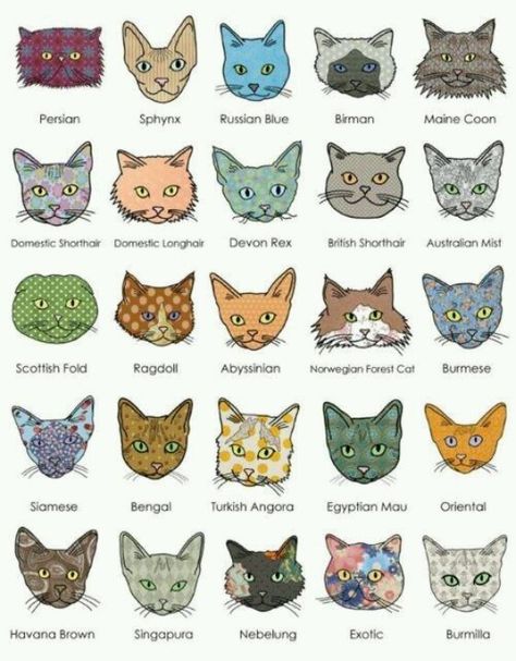 Cute breeds poster Lady Cat, Image Chat, Drawing Faces, Scottish Fold, Cat Eyes, E Card, Drawing Tutorials, Cats Meow, Cat Illustration