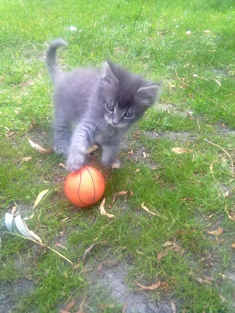 The tiniest basketball player in the world Cat Basketball, Basketball Player, About Cats, Basketball Players, Cute Things, Animals And Pets, Things That, Basketball, Puppies