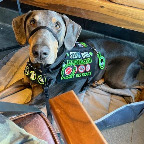 Doberman Colors, Service Dogs Breeds, Pet Station, Psychiatric Service Dog, Service Dogs Gear, Service Dog Training, Service Dog Vests, Assistance Dog, Hiking Dogs