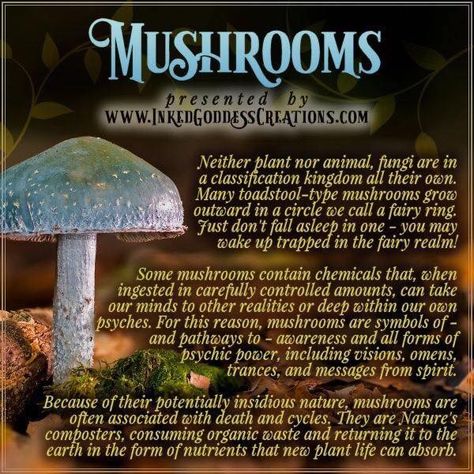 Mushrooms In Witchcraft, Mushroom Witchcraft, Birthstones Chart, Wiccan Quotes, Witchy Tips, Herb Jar, Magic Herbs, Eclectic Witch, Magical Herbs