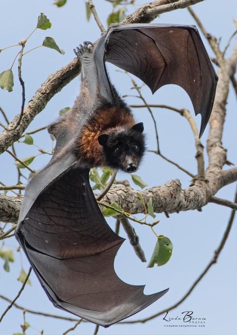 Fruit Bat Photography, Bat Wing Anatomy, Bat Creature Design, Crowley Reference, Bat Wings Reference, Animal Reference Photos For Artists, Bat Portrait, Bat Inktober, Bat Photography