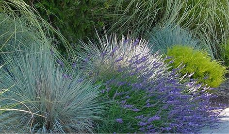 Helictotrichon sempervirens (Blue Oat Grass) California Front Yard Landscaping Ideas, California Native Landscape, California Landscaping, Blue Oat Grass, Blue Fescue, Grass Landscape, Australian Native Garden, Drought Tolerant Landscape, Mediterranean Landscaping