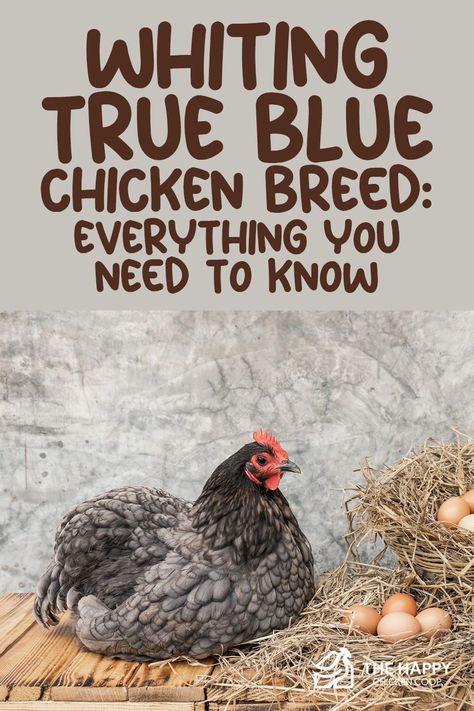 Rainbow egg basket collectors, rejoice! There is a new blue-egg layer on the scene, and she is beautiful! Get to know the Whiting True Blue Chicken Breed here. Whiting True Blue Chicken, Blue Laced Wyandotte, White Leghorn Chicken, Blue Chicken Eggs, Heritage Chickens, Chicken Raising, Blue Chicken, Farm Lifestyle, Blue Eggs