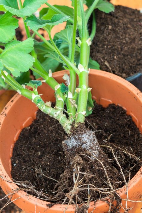 How To Overwinter Geraniums - Save Your Geraniums This Fall! Overwintering Geraniums, Row Gardening, Growing Geraniums, Geranium Care, Plants That Repel Bugs, Bug Spray Recipe, Potted Geraniums, Geranium Plant, Hardy Geranium