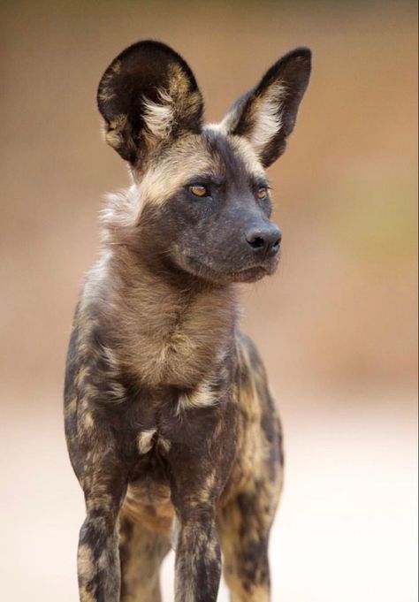 A social wild canine native to sub-Saharan Africa. They live in packs with separate dominance hierarchies for males and females. (aka Cape Hunting Dog) Dog Reference Photo, African Hunting Dog, Dog Reference, Elephant Shrew, Scottish Deerhound, Wild Dog, African Wild Dog, Wild Dogs, Explore Nature