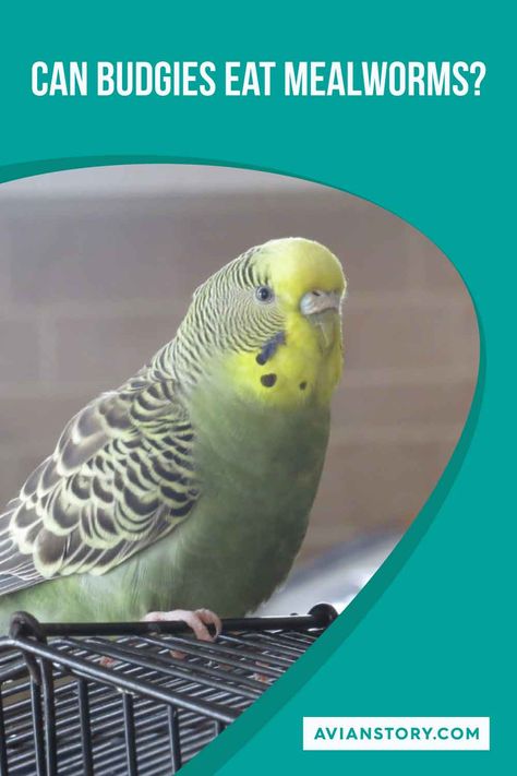 Crawl into the world of avian nutrition as we investigate: Can budgies eat mealworms? This pin dissects the suitability of mealworms in a budgie's diet, providing insights into their protein content and serving suggestions. Uncover how these small insects can become a nutritious treat for your feathered friend! #BudgiesMealworms #AvianDiet #BirdNutrition #AvianStory Meal Worms, Small Insects, Diet, Nutrition, Canning