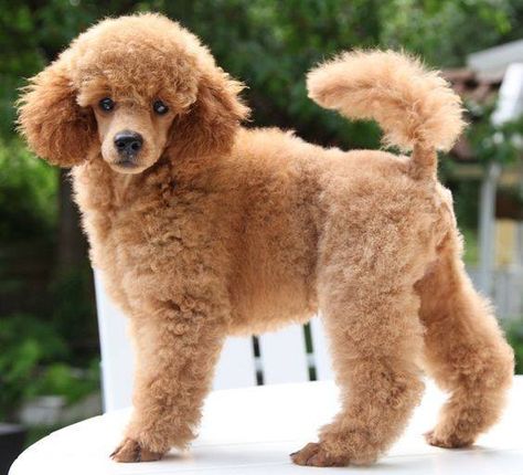 The Poodle Patch — Beautiful Apricot Toy Poodle… what should we name... Toy Poodle Haircut, Poodle Haircuts, Apricot Poodle, Miniature Poodles, Poodle Haircut, Poodle Cuts, Toy Poodles, Puppy Cut, Poodle Grooming