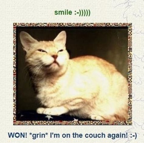 Old Web, Silly Animals, Web Graphics, Silly Cats, Tumblr Blog, Cute Cats, Mustang, Feline, Kittens