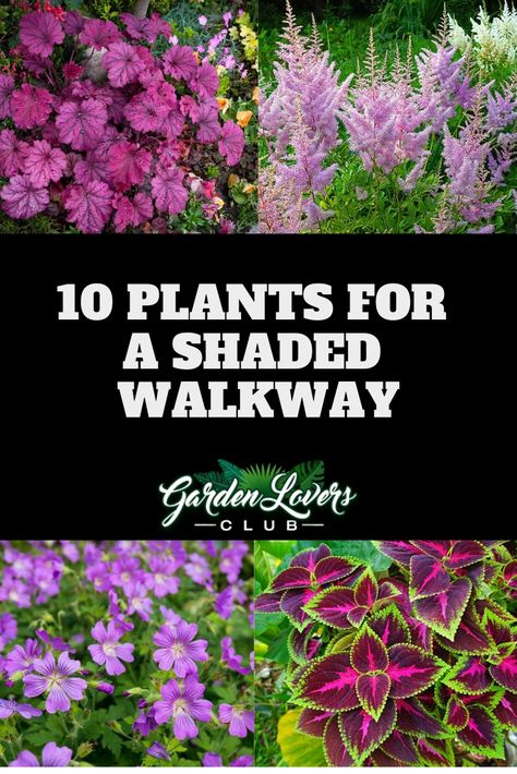 10 Plants for a Shaded Walkway via @gardenloverclub Small Walkway Landscaping, Corner Shade Landscaping Ideas, Plant Lined Walkway, Plants To Line Walkway, Impatiens Landscaping, Shade Garden Design Layout, Walkway Plants, Shaded Walkway, Tomato Gardening