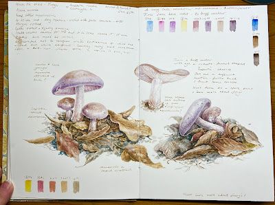 Dianne Sutherland: Sketchbook: The Early Flowers (and their stories) Nature Exploration, Botanical Sketchbook, Nature Sketch, Watercolor Journal, Painting Workshop, Sketchbook Journaling, Detailed Drawings, Nature Journal, Watercolor Sketch