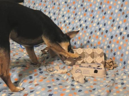 Henry and the egg carton | Stale Cheerios Egg Carton Dog Enrichment, Diy Dog Enrichment, Dog Mental Stimulation, Food Puzzle, Homemade Dog Toys, Animal Enrichment, Dog Enrichment, Foster Dog, Dog Games